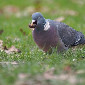 Wood Pigeon