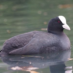 Eurasian Coot
