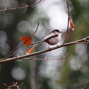 Long-tailed Tit