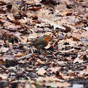 European Robin