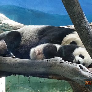 Giant Panda (Ailuropoda melanoleuca)