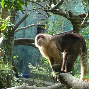 Colombian White-faced Capuchin (Cebus capucinus)