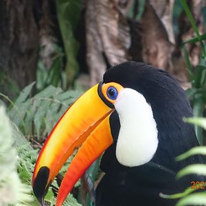 Toco Toucan (Ramphastos toco)