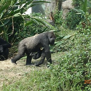 Western Lowland Gorilla (Gorilla gorilla gorilla)