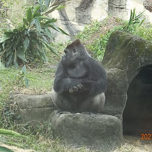 Western Lowland Gorilla (Gorilla gorilla gorilla)