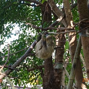 Linnaeus's Two-toed Sloth (Choloepus didactylus)