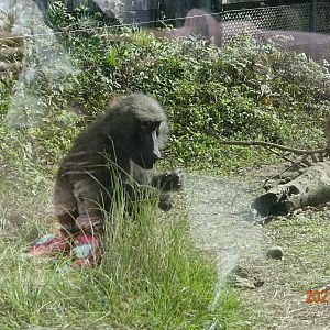Olive Baboon (Papio anubis)