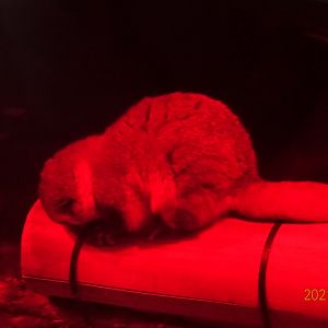 Fat-tailed Dwarf Lemur (Cheirogaleus medius)