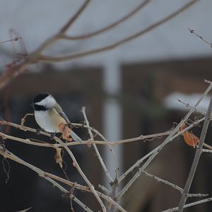 Black-capped chickadee