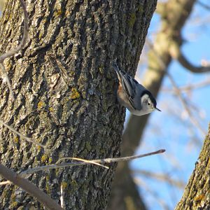 White-breasted Nuthatch