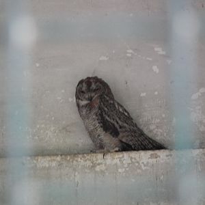 Mottled Wood Owl (Strix ocellata)
