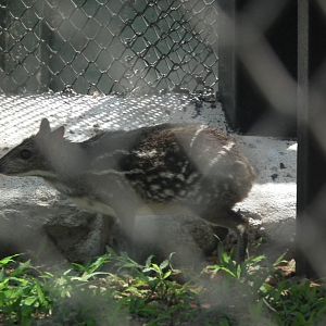 Indian Mouse Deer (Moschiola indica)