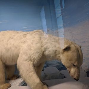 Polar bear Stuttgart Natural History Museum 2019