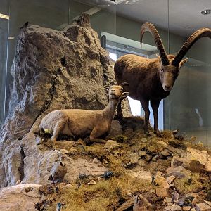 Alp mountain Diorama Stuttgart Natural History Museum 2019