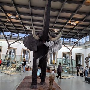 African Bush Elephant Stuttgart Natural History Museum 2019