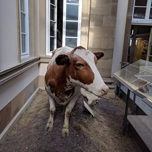 Domestic cattle Stuttgart Natural History Museum 2019