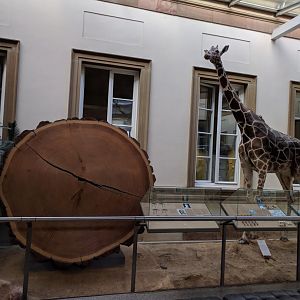 Redwood and Giraffe Stuttgart Natural History Museum 2019