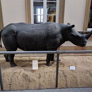 Black rhinoceros Stuttgart Natural History Museum 2019