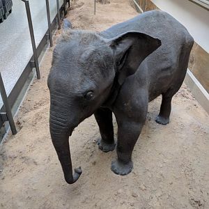 Elephant calf Stuttgart Natural History Museum 2019