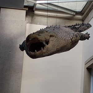 White Salt water crocodile Stuttgart Natural History Museum 2019