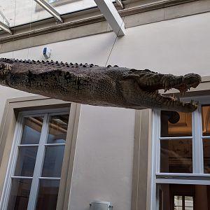 White Salt water crocodile Stuttgart Natural History Museum 2019