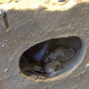 Jerboas Stuttgart Natural History Museum 2019