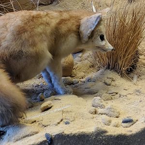 Fennec fox Stuttgart Natural History Museum 2019