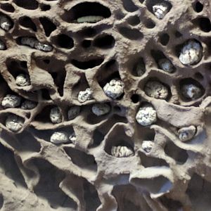 Termite Hill Stuttgart Natural History Museum 2019