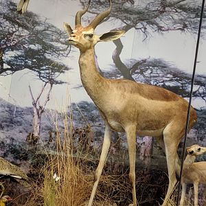 Gerenuk antelope Stuttgart Natural History Museum 2019
