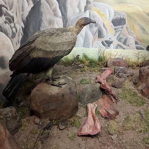 Female andean condor Stuttgart Natural History Museum