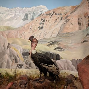 Male andean condor Stuttgart Natural History Museum 2019