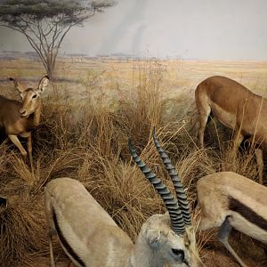 African antelopes Diorama Stuttgart Natural History Museum 2019
