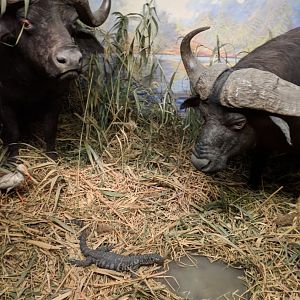 African marshlands Diorama Stuttgart Natural History Museum 2019
