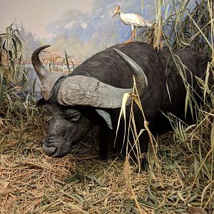 African marshlands Diorama Stuttgart Natural History Museum 2019