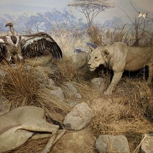 African Predators Diorama Stuttgart Natural History Museum 2019
