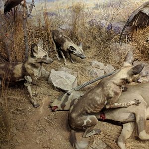 African Predators Diorama Stuttgart Natural History Museum 2019