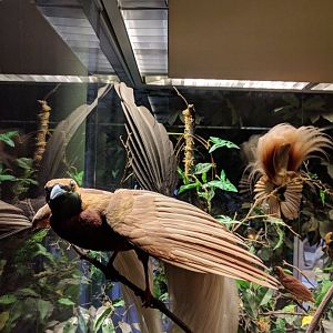 Bird of paradise Stuttgart Natural History Museum 2019