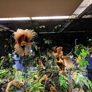 Papua neu Guinea Diorama Stuttgart Natural History Museum 2019