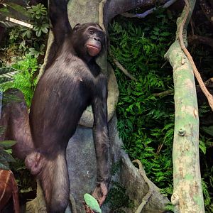 Bonobo Stuttgart Natural History Museum 2019
