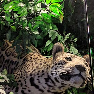 Jaguar Stuttgart Natural History Museum 2019