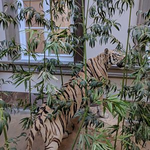 Tiger Stuttgart Natural History Museum 2019