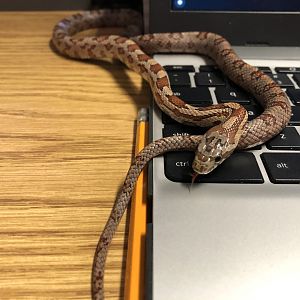 My study buddy (Echo, corn snake)