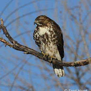 red tailed hawk