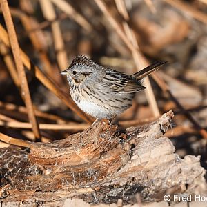 savannah sparrow