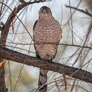 coopers hawk