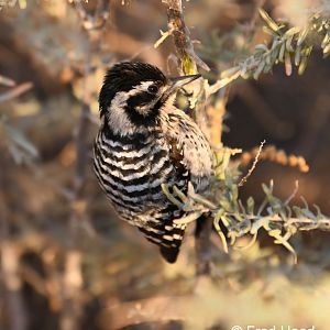 ladder backed woodpecker