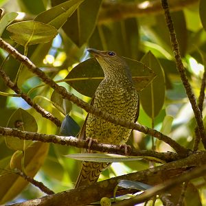 Satin Bowerbird (Ptilonorhynchus violaceus)