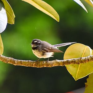 Grey Fantail (Rhipidura albiscapa)