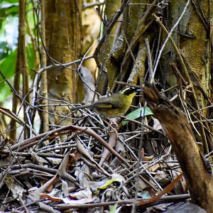 Yellow-throated Scrubwren (Sericornis citreogularis)