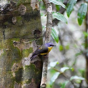 Eastern Yellow Robin (Eopsaltria australis)